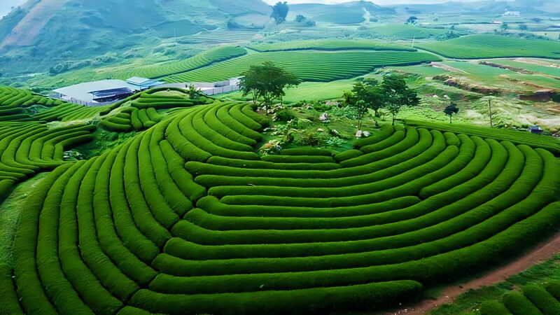 Mộc Châu - Sơn La 
